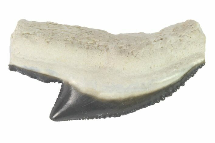 Fossil Tiger Shark Tooth - Bone Valley, Florida #145182